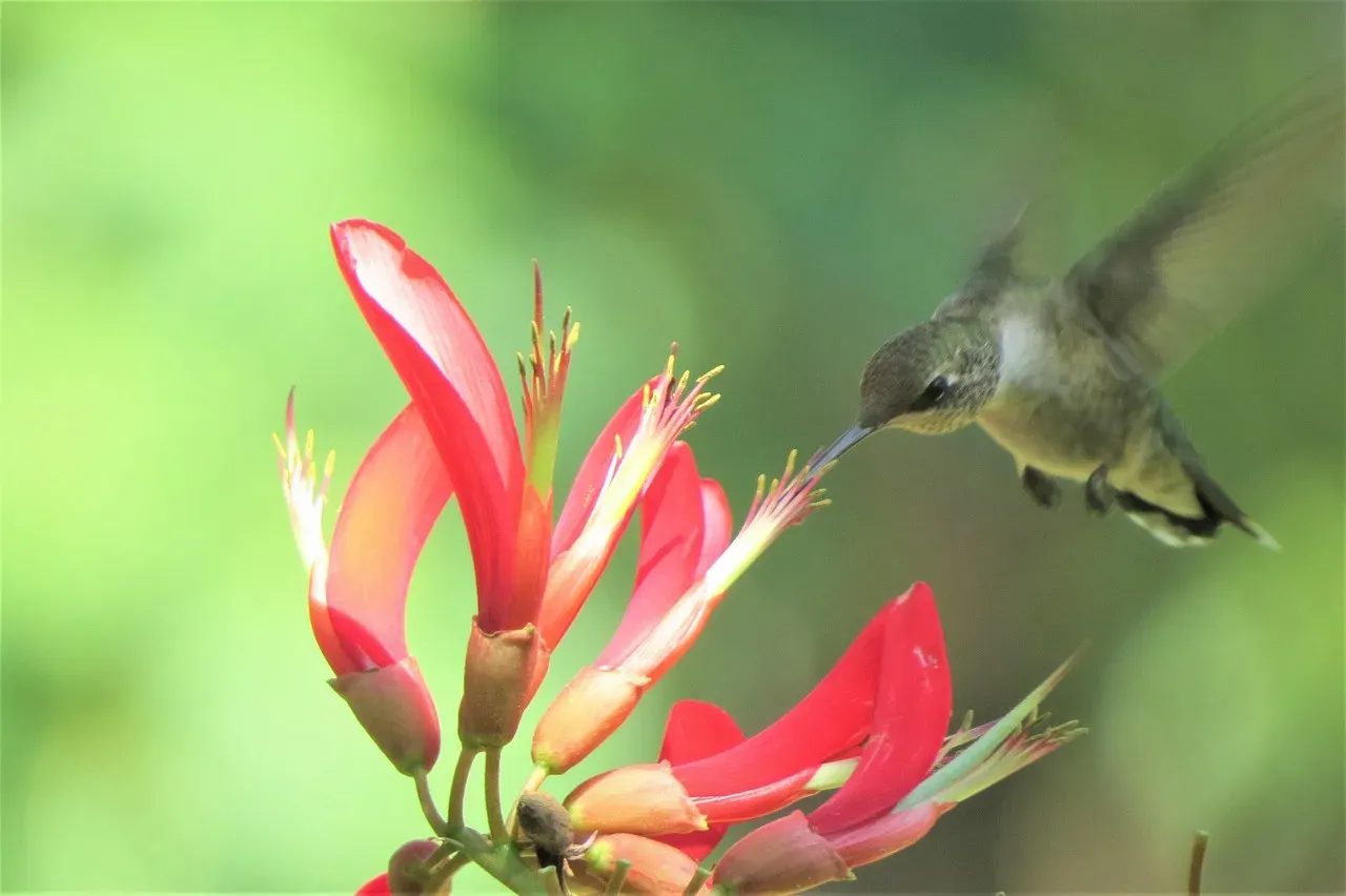 Wildlife Biology Methods: How We Know What Hummingbirds Prefer (Image Credits: Pixabay)