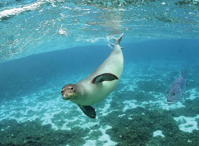 3. Hawaiian Monk Seal: Deep-Diving Endurance in a Changing Ocean (Image Credits: Flickr)