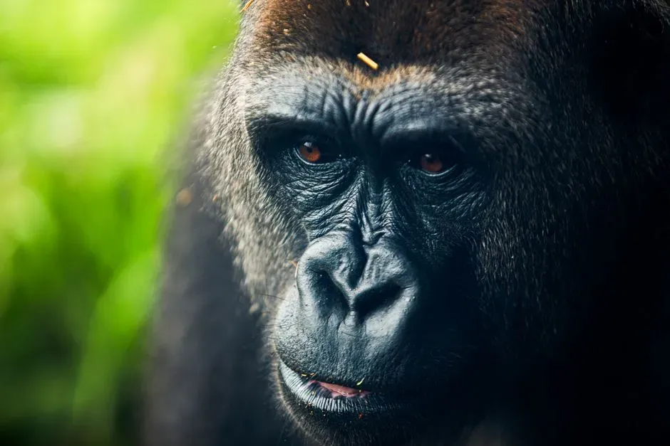 Why Eye Contact Means Something Completely Different to a Gorilla (Image Credits: Pexels)