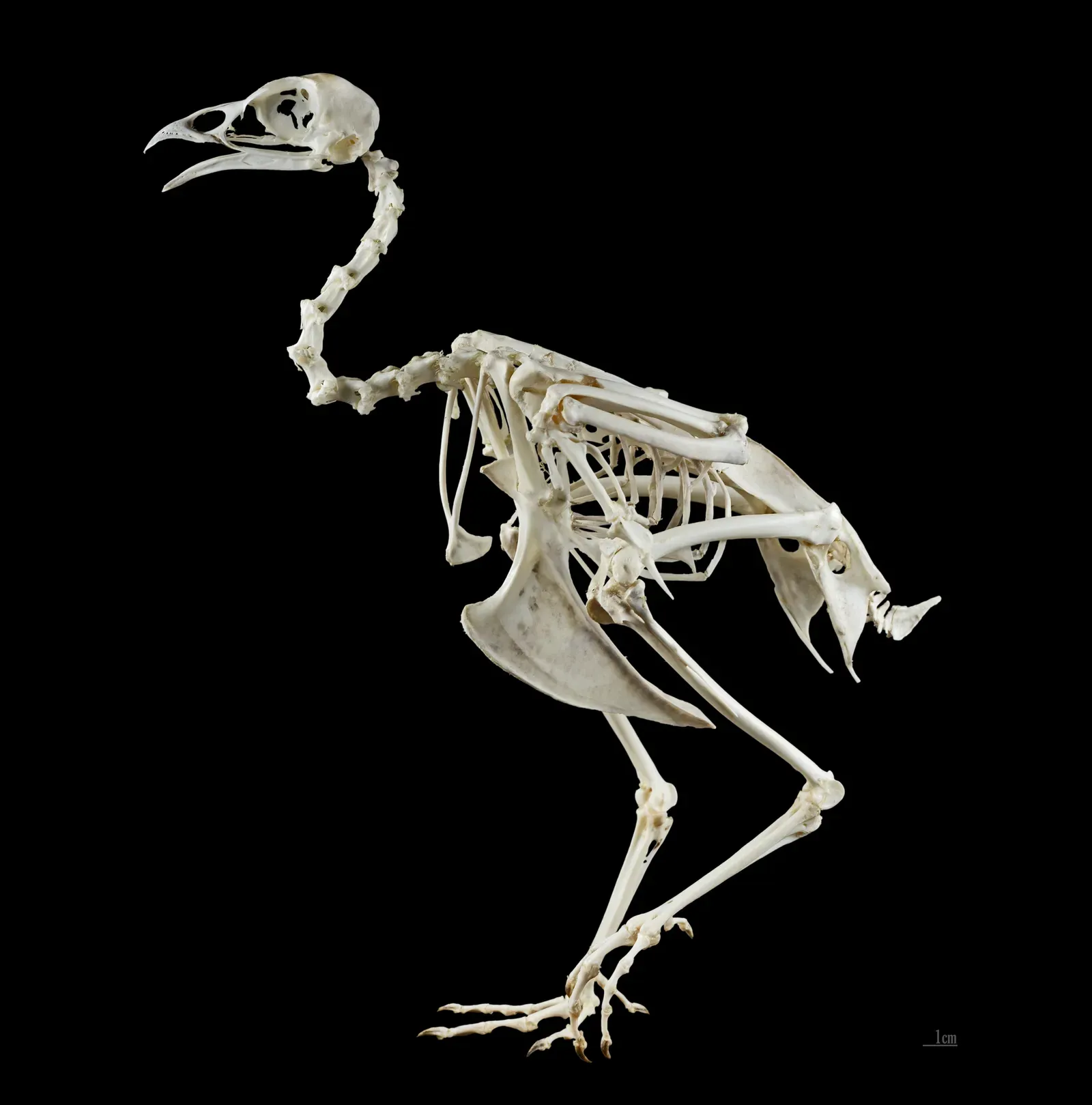 Genomes Show How Birds Shrunk, Simplified, and Then Specialized (By Didier Descouens, CC BY-SA 3.0)