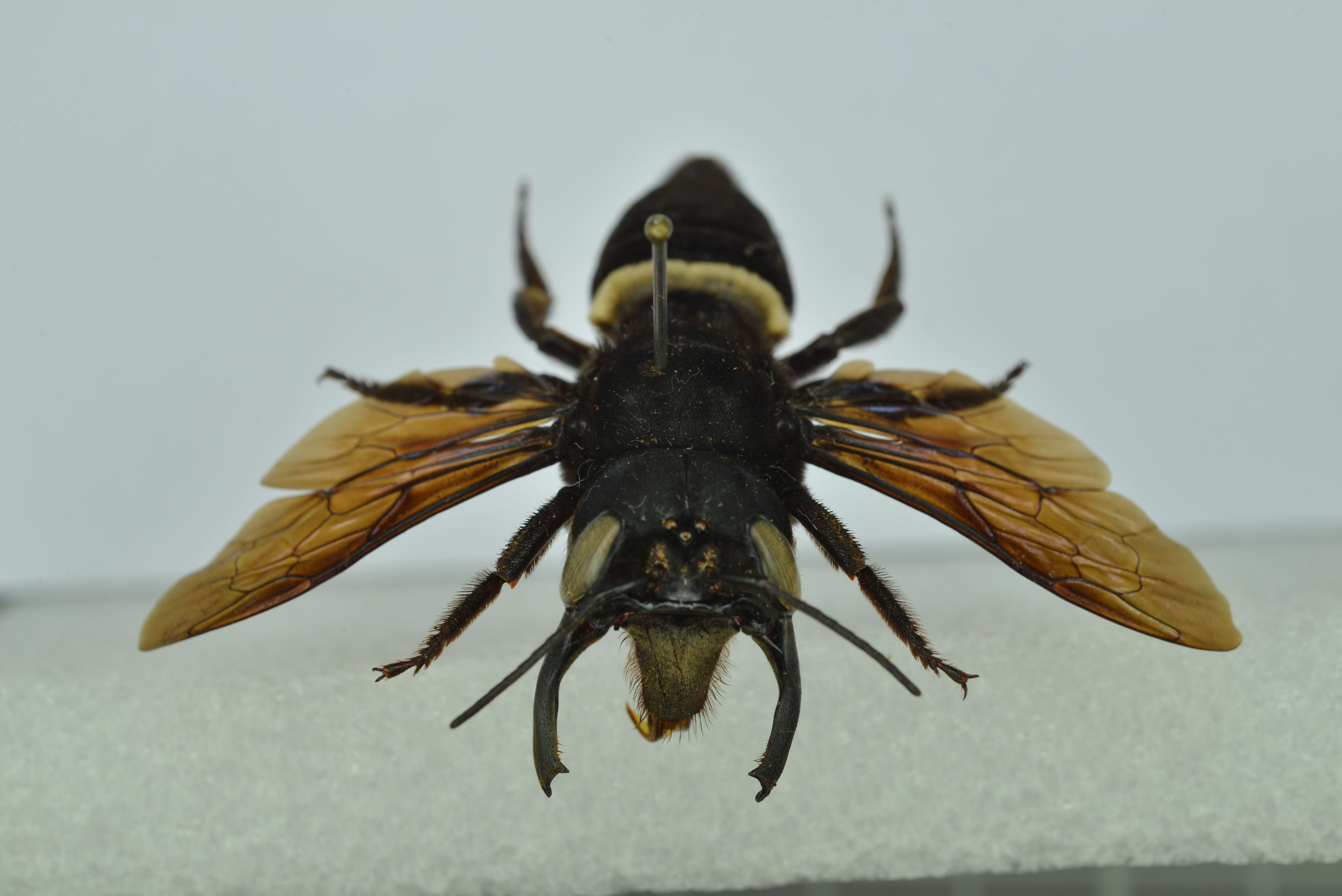 Wallace's Giant Bee: The Thumb-Sized Buzzer (Image Credits: Wikimedia)