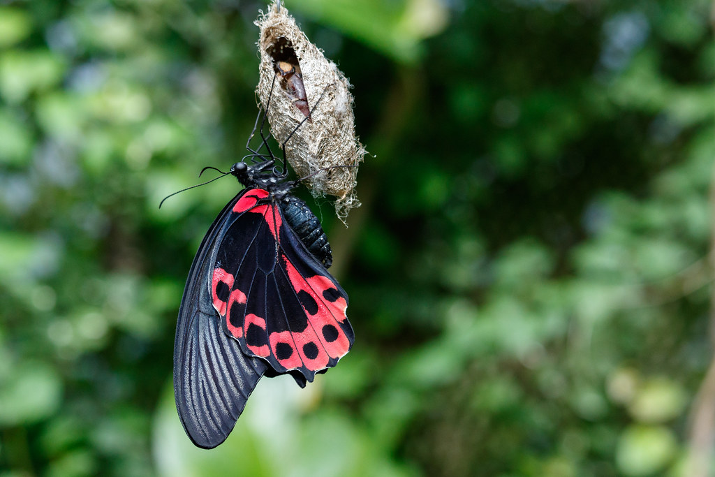 Aquarius: The Transformative Butterfly (Image Credits: Flickr)