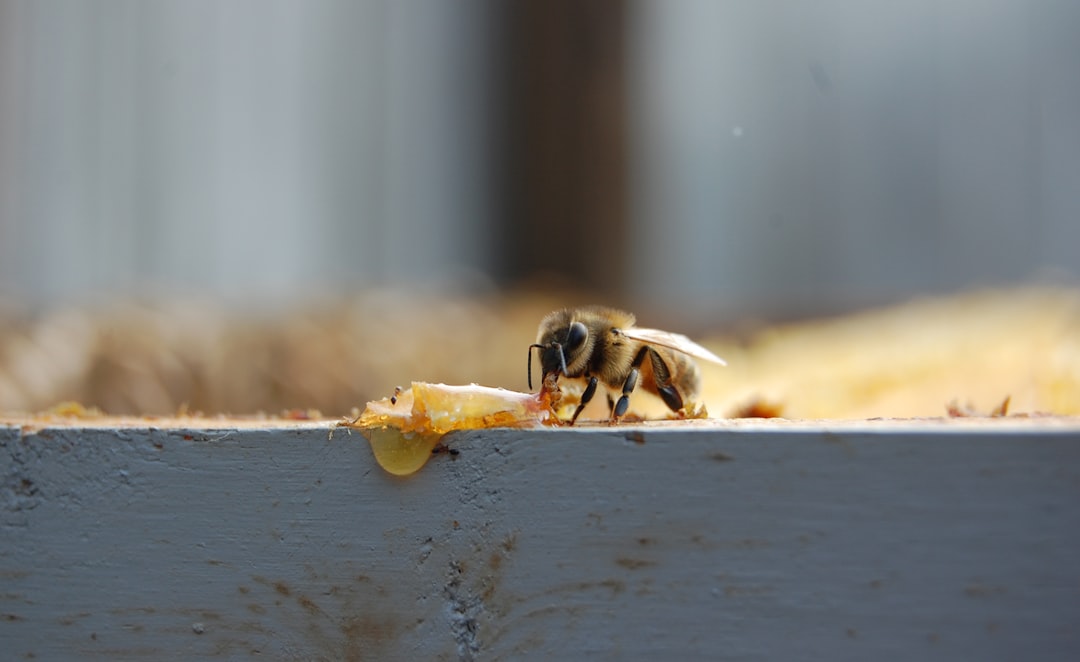 Training Methods That Unlock Bee Potential (Image Credits: Unsplash)