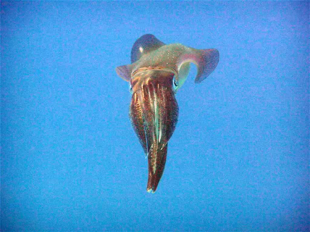 10. The Bigfin Squid: The Ghost of the Deep You've Almost Certainly Never Heard Of (Bigfin Reef Squid, CC BY 2.0)