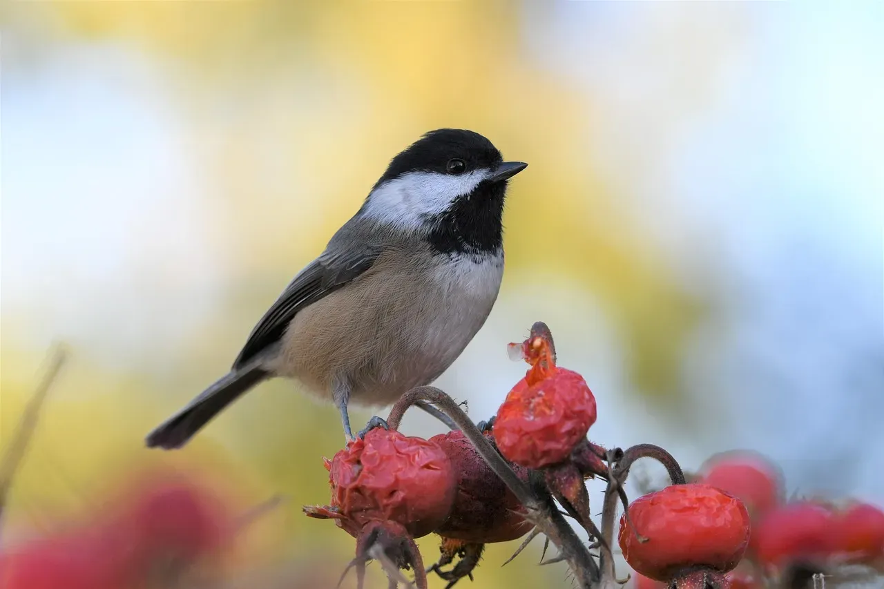 4. You’re Watching a Bird That Remembers “What, Where, and When” (Image Credits: Pixabay)