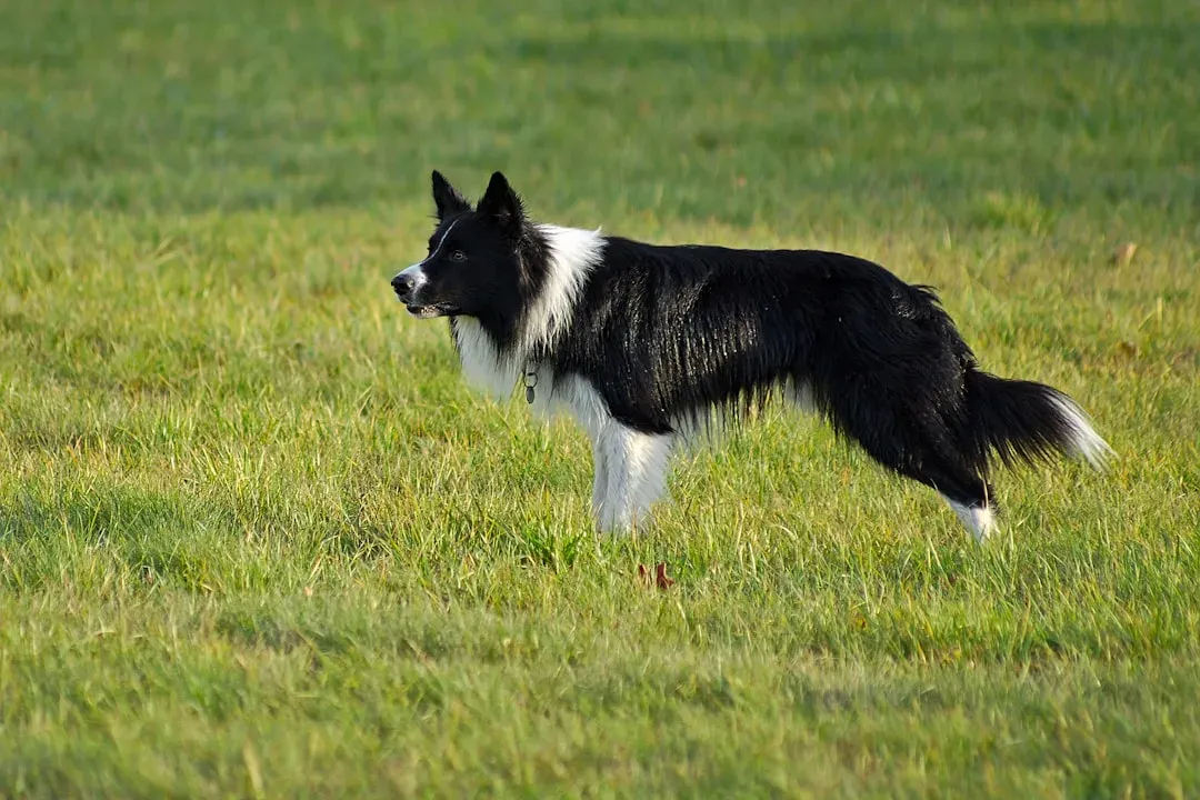 The Adventure Seeker: Border Collie (Image Credits: Unsplash)
