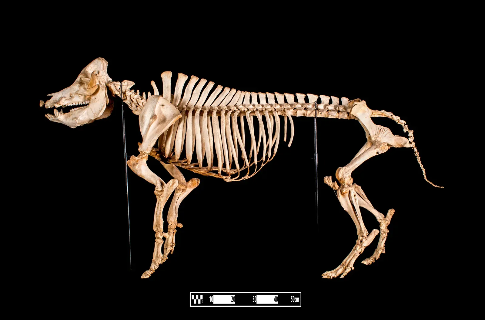 The Bottom Line (Museum of Veterinary Anatomy FMVZ USP, CC BY-SA 4.0)