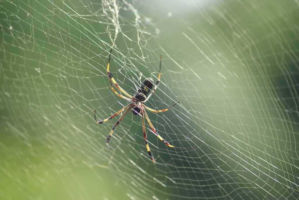 5. Spiders: Engineers of the Strongest Material on Earth (jpockele, Flickr, CC BY 2.0)