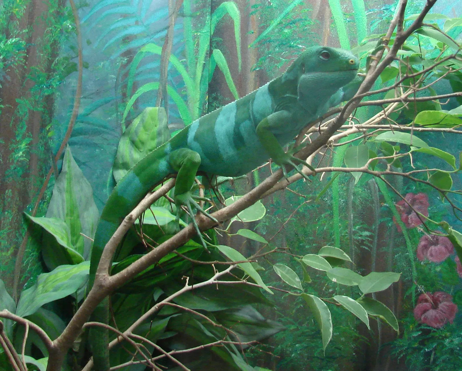 #2 - The Iguanas That Crossed an Entire Ocean (By User Greverod on sv.wikipedia, CC BY-SA 3.0)