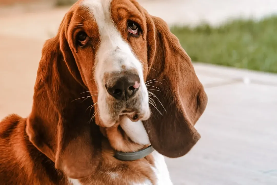 #6 - Dogs That Smell Time and Human Stress Hormones (Image Credits: Unsplash)
