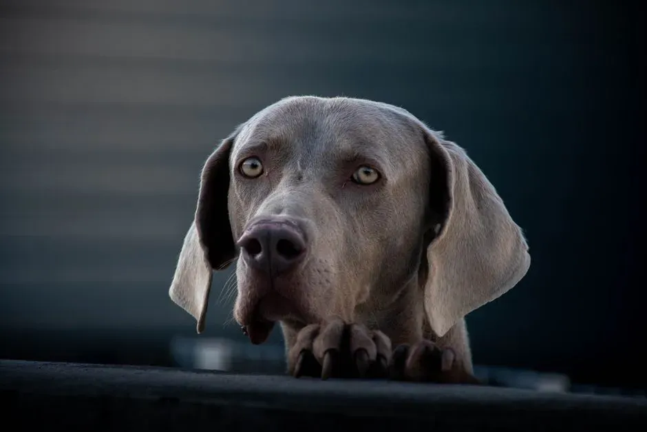 Why Your Dog May Seem “Stuck” Facing the Wall (Image Credits: Pexels)