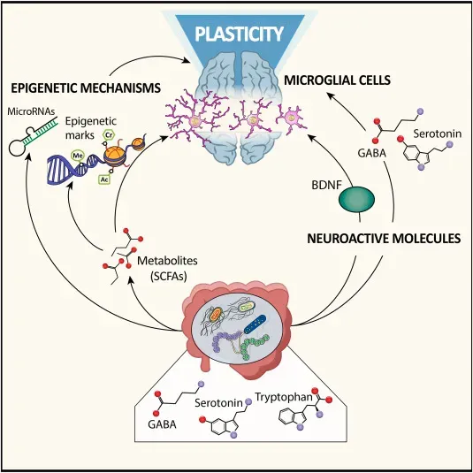 Why It Matters: Rethinking Memory, Mood, and Independence (Image Credits: Wikimedia)