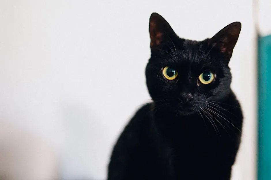 Scorpio – The Mysterious Black Cat (Image Credits: Pexels)