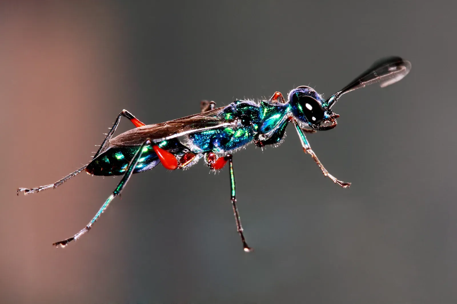 2. The Emerald Jewel Wasp: The Surgeon That Turns Roaches Into “Zombies” (By Sharadpunita, CC BY-SA 3.0)
