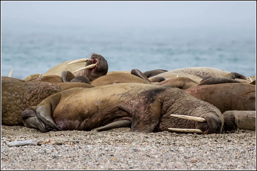 7. Walruses: The Sleepers That Hang From Ice With Their Tusks (Smudge 9000, Flickr, CC BY-SA 2.0)