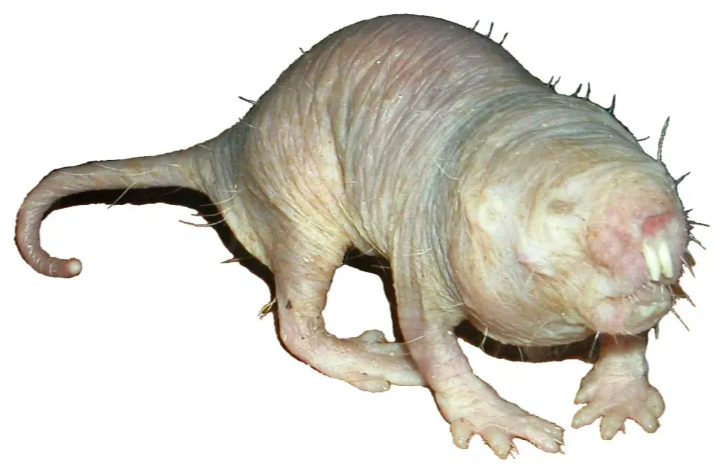 Naked Mole-Rats: Almost No Cancer and Pain That Barely Registers (Image Credits: Wikimedia commons)