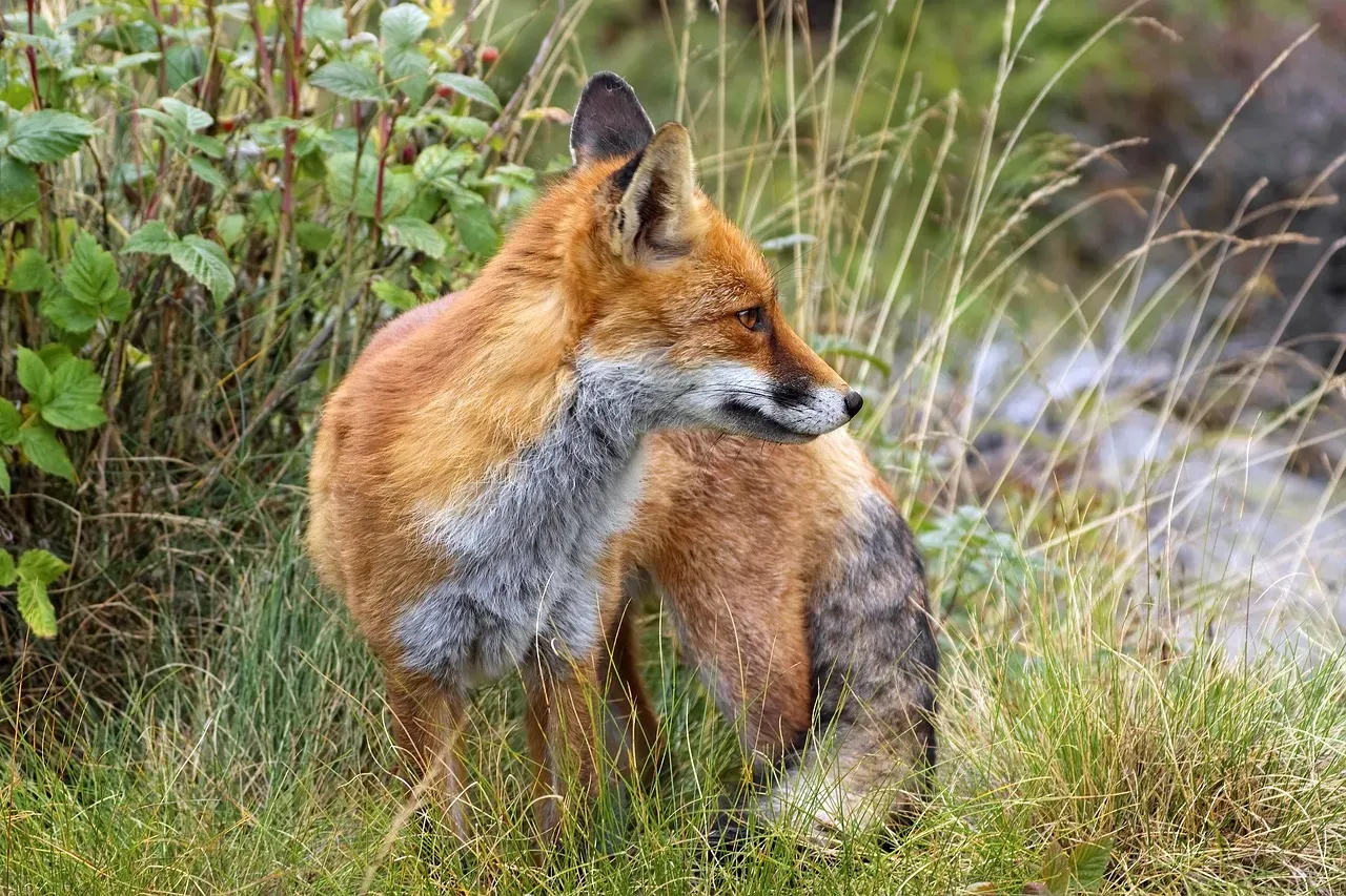 Gemini – The Fox: Cunning, Evasive, And Always One Step Ahead (Image Credits: Pixabay)