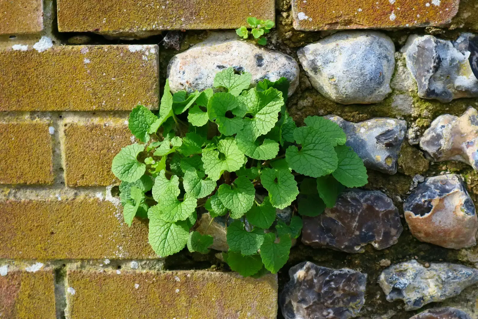 #9 - Plants and Roots Growing Directly Out of the Joints (By Prosthetic Head, CC BY-SA 4.0)