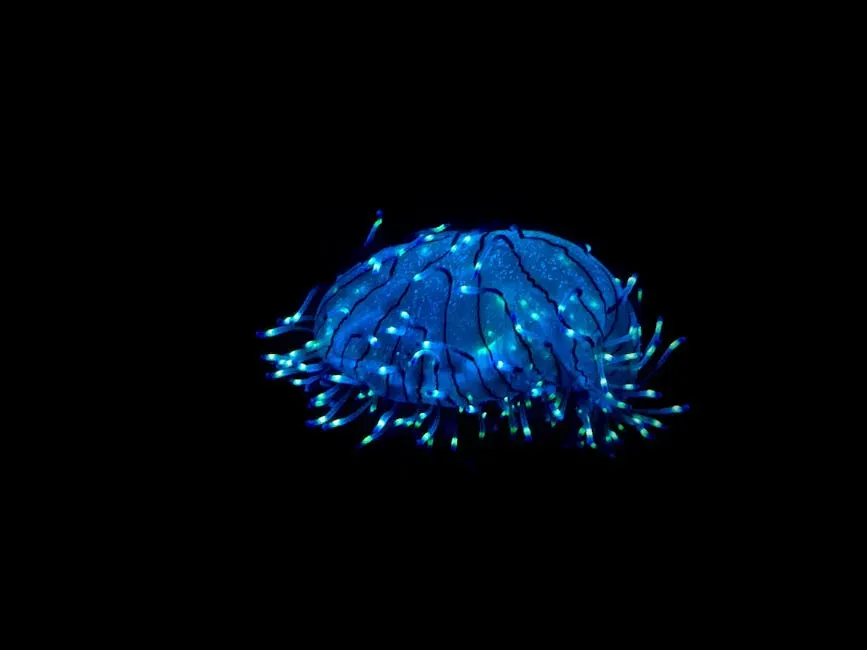 The Invisible Language of Bioluminescence (Image Credits: Pexels)