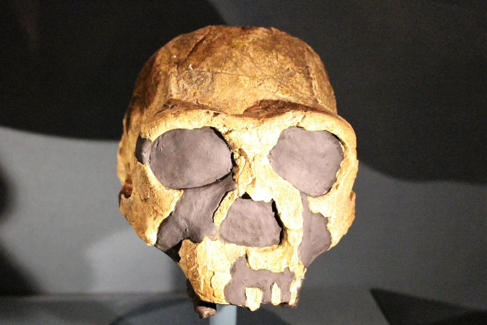 Fossil Faces That Force a Rethink of Everything (kindly granted by the author, CC BY-SA 4.0)