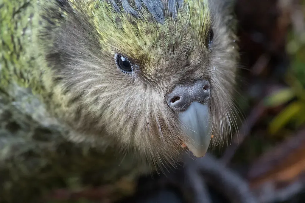 7. Kakapo: The Flightless Parrot Rewriting the Rulebook on Conservation (kimberley_collins, Flickr, CC BY 2.0)