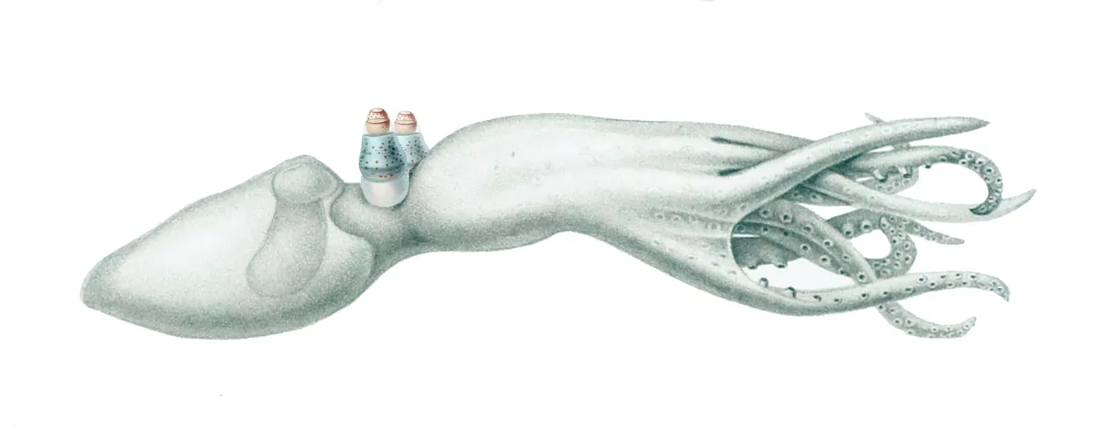 9. Telescope Octopus and 40 Other Potential Species in Argentine Canyon (Image Credits: Wikimedia)