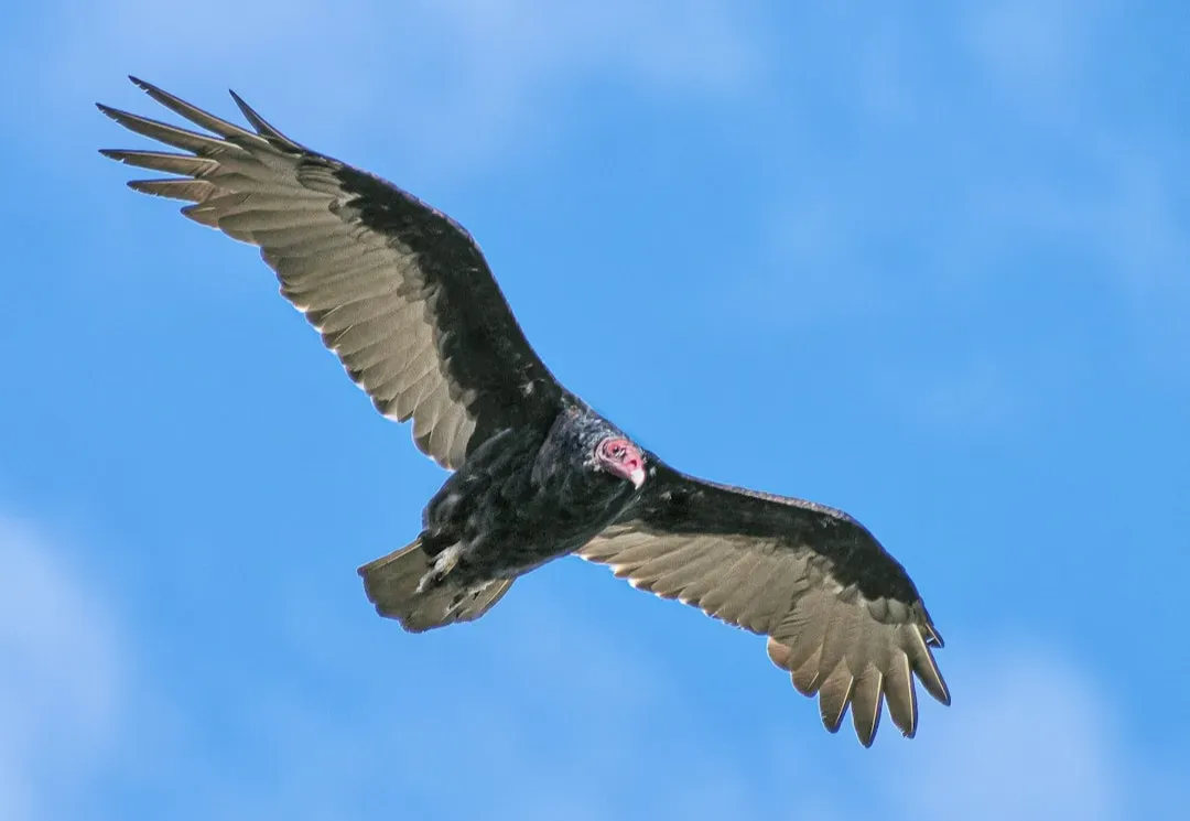 2. California Condor: America’s Giant Comeback Bird (Image Credits: Unsplash)