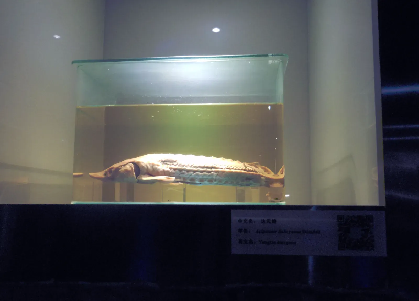 2. The Yangtze Sturgeon: Odd Catches Kept Slipping Into the Ledgers (By Calliston3, CC BY-SA 4.0)