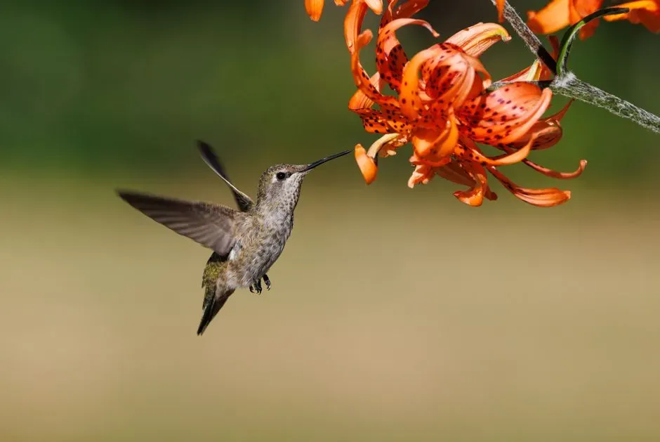 The Science Of Nectar: Sugar, Water, And Trade‑Offs (Image Credits: Pexels)