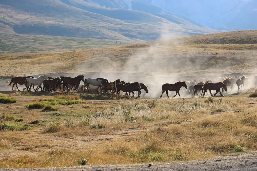 Roundups, Holding Pens, and the Cost of Management (Image Credits: Unsplash)