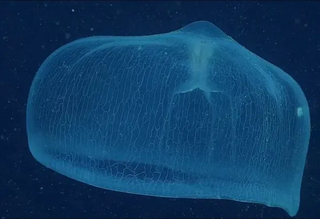#12 - The Deepstaria Jelly (Deepstaria enigmatica and relatives) (Strange Sounds publication, CC BY-SA 4.0)