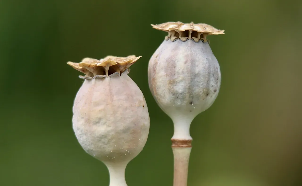 #12 - Annual Plants Panic-Rush to Finish Making Seeds (Image Credits: Pixabay)