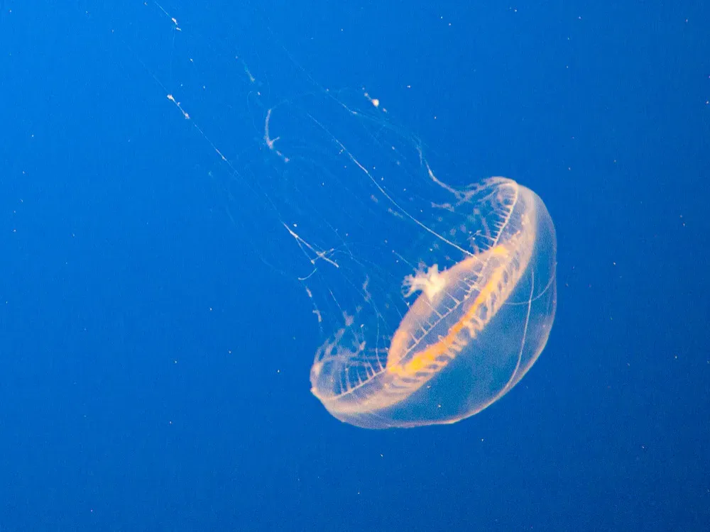 Gigantic Jellies and Transparent Drifters (Image Credits: Wikimedia)