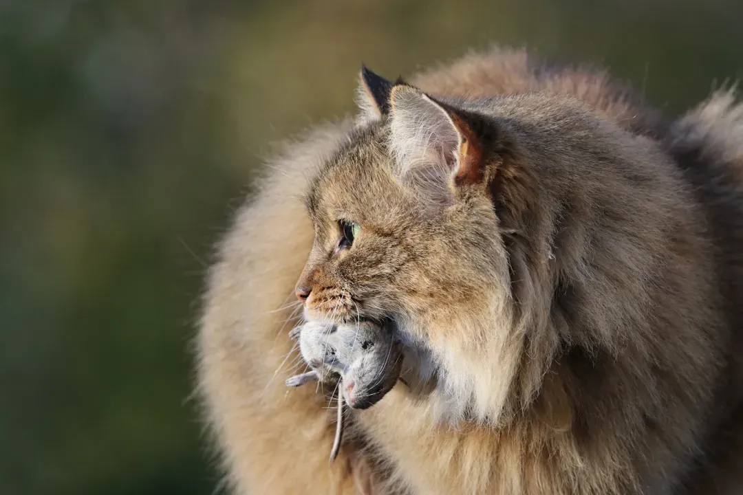 The Shocking Truth Behind Your Cat’s “Gifts” (Image Credits: Unsplash)