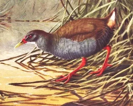 #10 - Zapata Rail: The Bird Everyone Quietly Gave Up On (By Cyanolimnas_cerverai_by_Allan_Brooks.jpg: Allan Brooks, in Thomas Barbour
derivative work: Totodu74 (talk), Public domain)