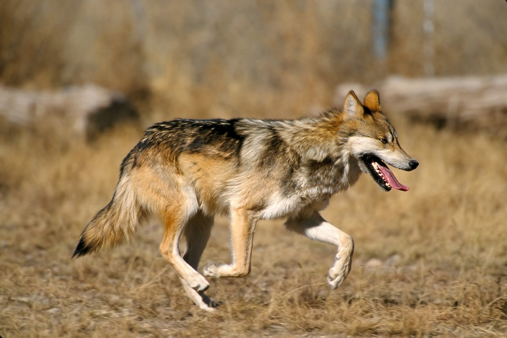 The Mexican Wolf: Fighting Back from the Brink (Image Credits: Flickr)