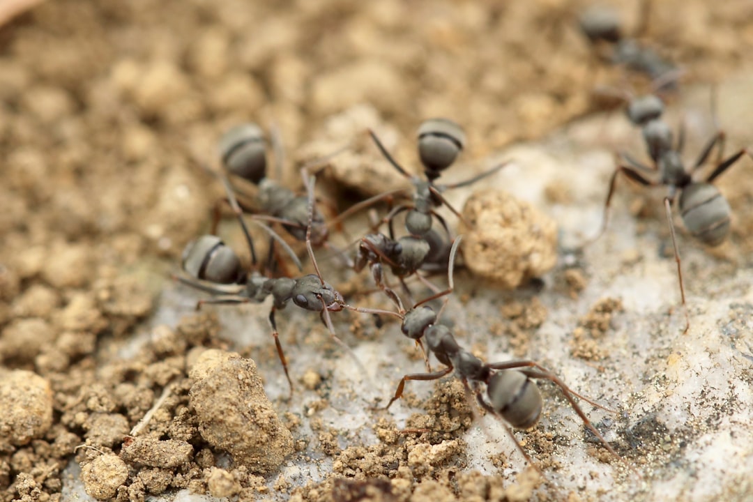 Ants (Image Credits: Unsplash)