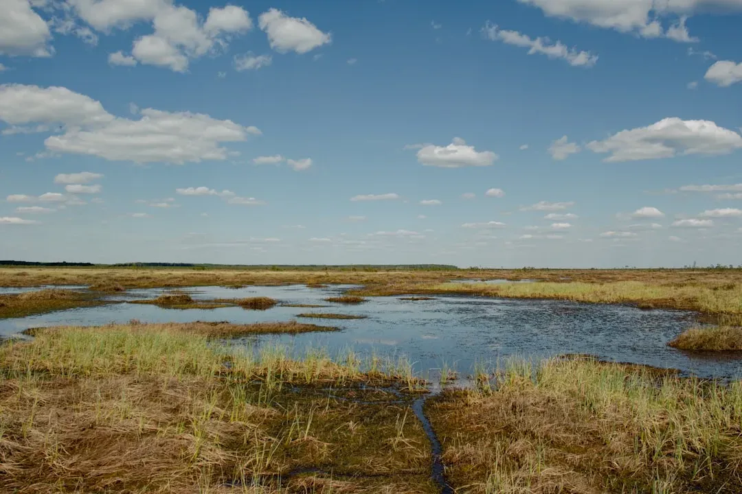 #7 Natural Wetland Filtration: Letting Plants Do the Work (Image Credits: Unsplash)