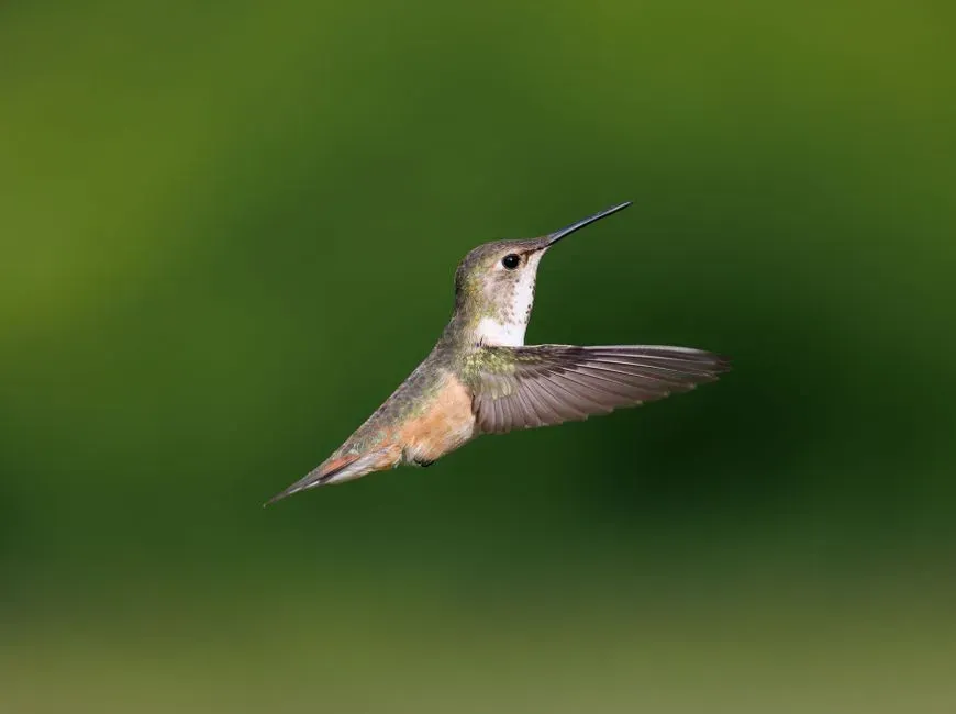 #12 - Hovering Like a Living Helicopter (Without Wasting All Its Energy) (Image Credits: Pexels)