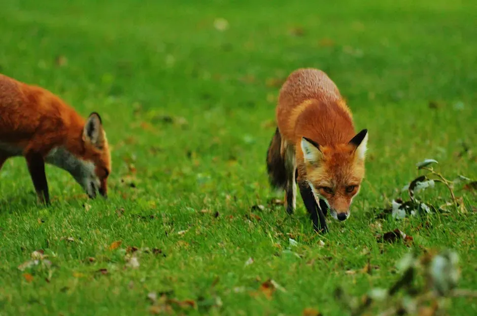 9. Fox Families Cache Food and Run on a Tight Survival Budget (Image Credits: Pexels)