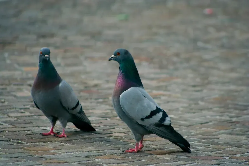 8. Pigeons: Self-Directed Behavior Without Full “Aha” Awareness (ßãƒƒ, Flickr, CC BY 2.0)