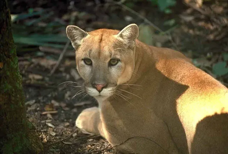 2. The Recovery Started From A Shockingly Tiny, Inbred Remnant (USFWS National Digital Library[1], Public domain)