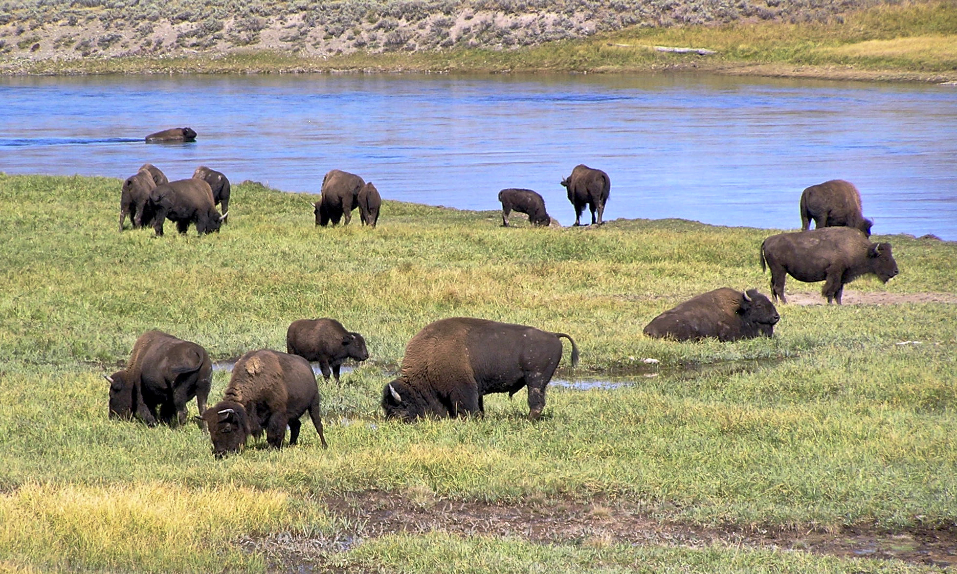 Yellowstone National Park, Wyoming (Image Credits: Wikimedia)