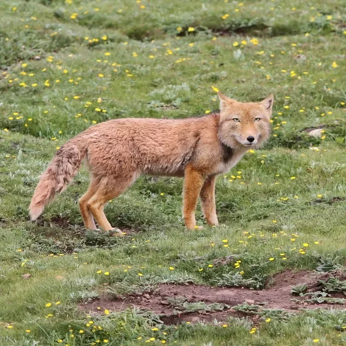 Tools of Discovery: Modern Tech Meets an Ancient Hunter (Image Credits: Wikimedia)