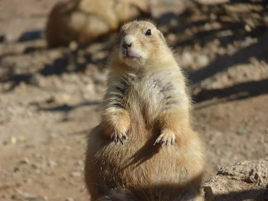 Conclusion: The World Is Far Stranger and Richer Than You Can Sense (dust and fog, Flickr, CC BY 2.0)