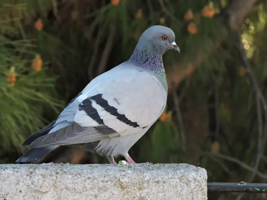 Hom­ing Pigeons: Reading the Earth's Magnetic Map (Image Credits: Pexels)