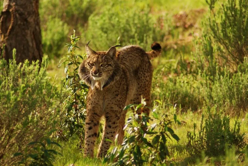 #13 - The Iberian Lynx: Saved by a Change in Paperwork (By http://www.lynxexsitu.es, CC BY 3.0 es)