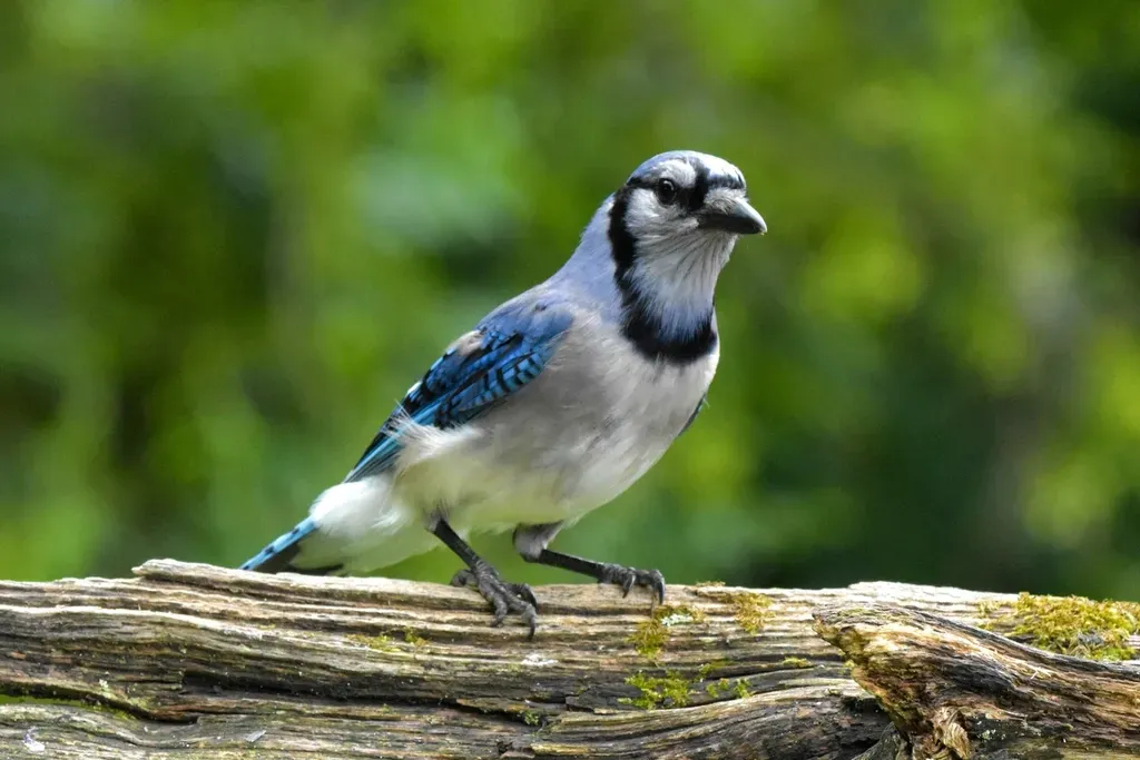 What This Means For How You Treat And Study Birds (Image Credits: Rawpixel)