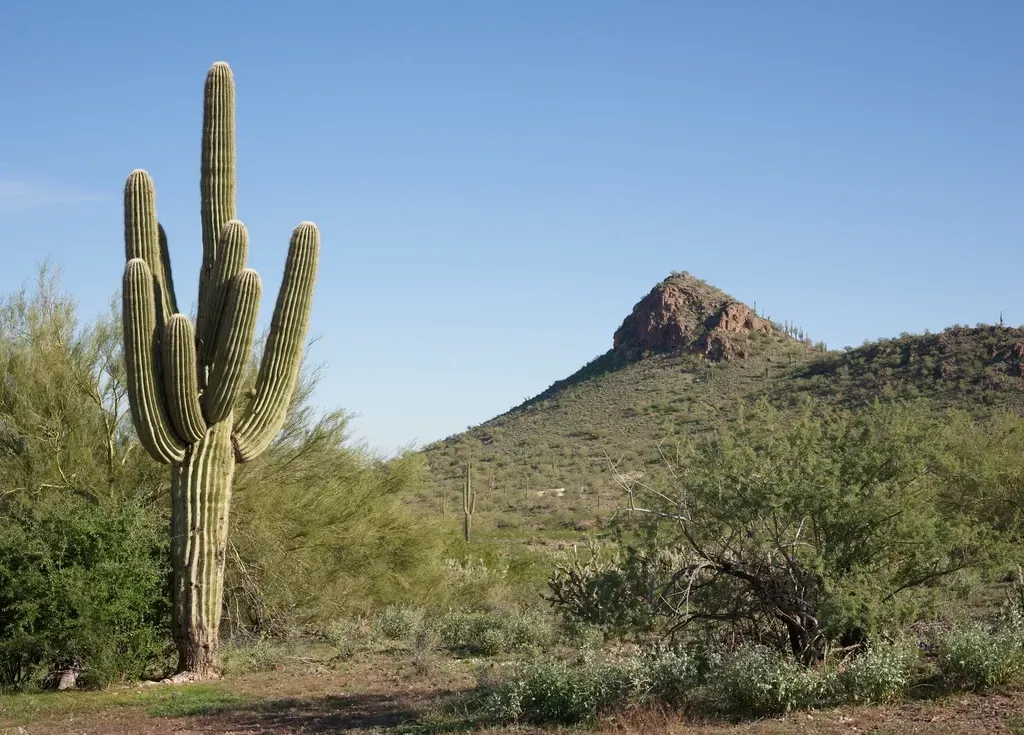 6. The Saguaro Cactus Expands and Contracts Like an Accordion (Image Credits: Rawpixel)