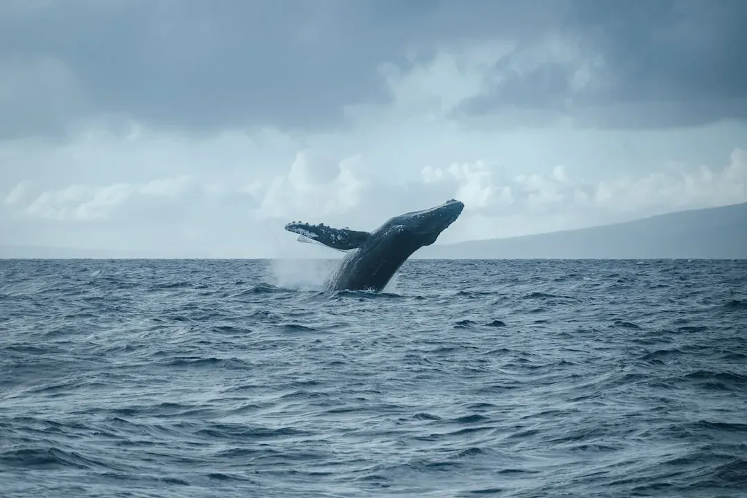 Conclusion: The Ocean Is Singing, and You Are Just Starting to Hear It (Image Credits: Unsplash)